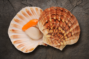 Home Page - Scallop